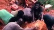 La pepita mas grande de oro encontrada en Ghana, se vuelven ricos
