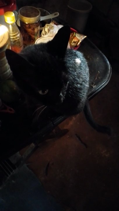 pusang itim