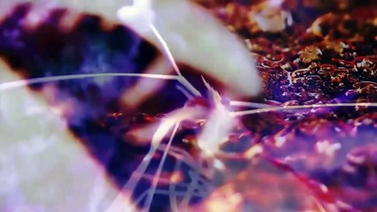 Rùa Mata mata - bậc thầy ngụy trang