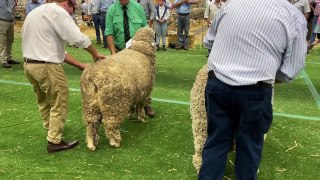Judging the supreme Merino exhibit at the 2024 Sydney Royal Show