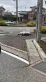 Así se deformaron los pavimentos  durante el sismo en Japón