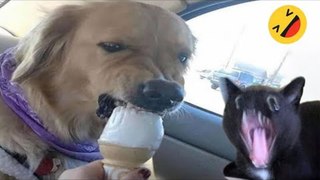 Funny Dogs And Cats Videos 2024  - Best Funniest Animal Videos Of The week