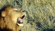 What A Loyal Stretch #Animals