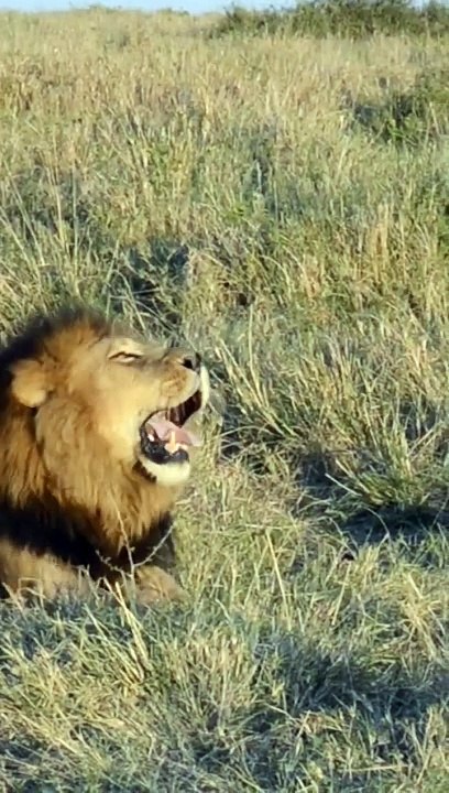 What A Loyal Stretch #Animals