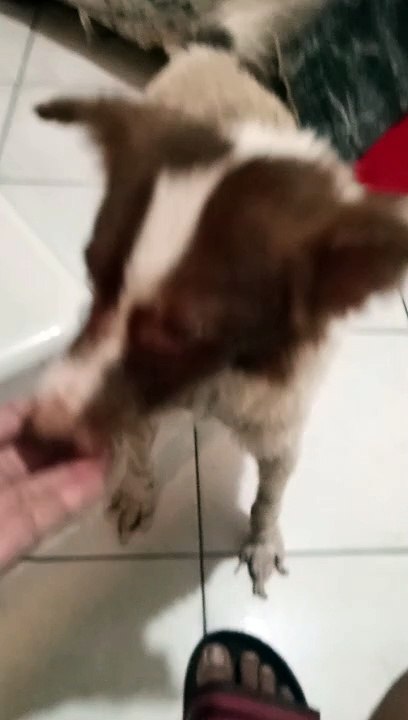 Cutie ! Pet's Are Family ! 