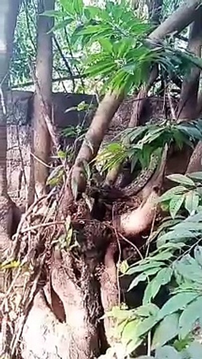 Philippine Phyton / Stray Wildlife