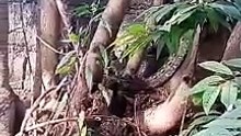 Philippine Phyton / Stray Wildlife