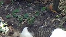 cat ruster