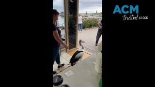 Pelican inside Levendi in Wollongong | March 27, 2024 | Illawarra Mercury