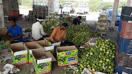 अमरूदों में उखठा रोग का सर्वे करने पहुंचे अधिकारी