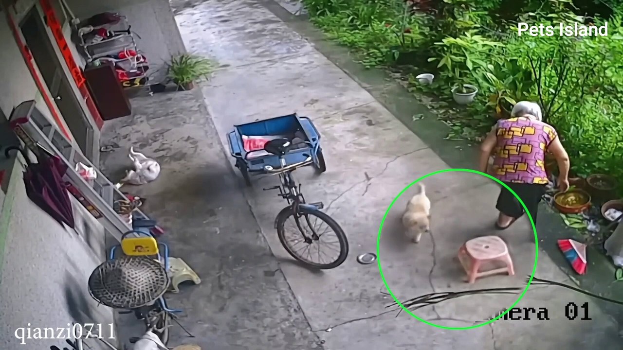 YOU NEVER KNOW what's going through A DOG'S HEAD FUNNY PET VIDEO ...