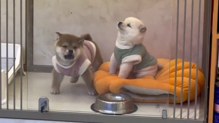 Dog fights, so funny, one is calm but one is cranky, who do you think wins?