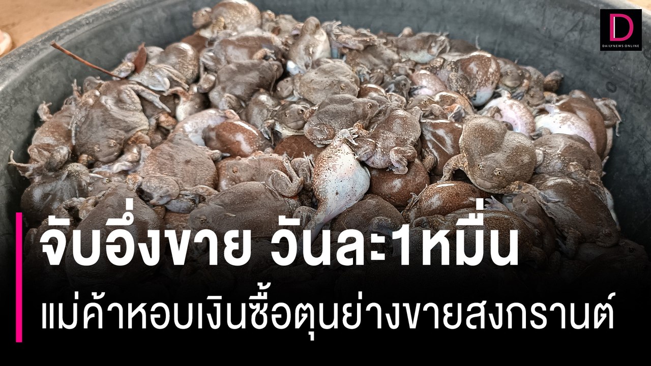 แห่จับอึ่งขายวันละ1หมื่น แม่ค้าหอบเงินแสซื้อตุนย่างขายสงกรานต์ | HOTSHOT เดลินิวส์ 27/03/67