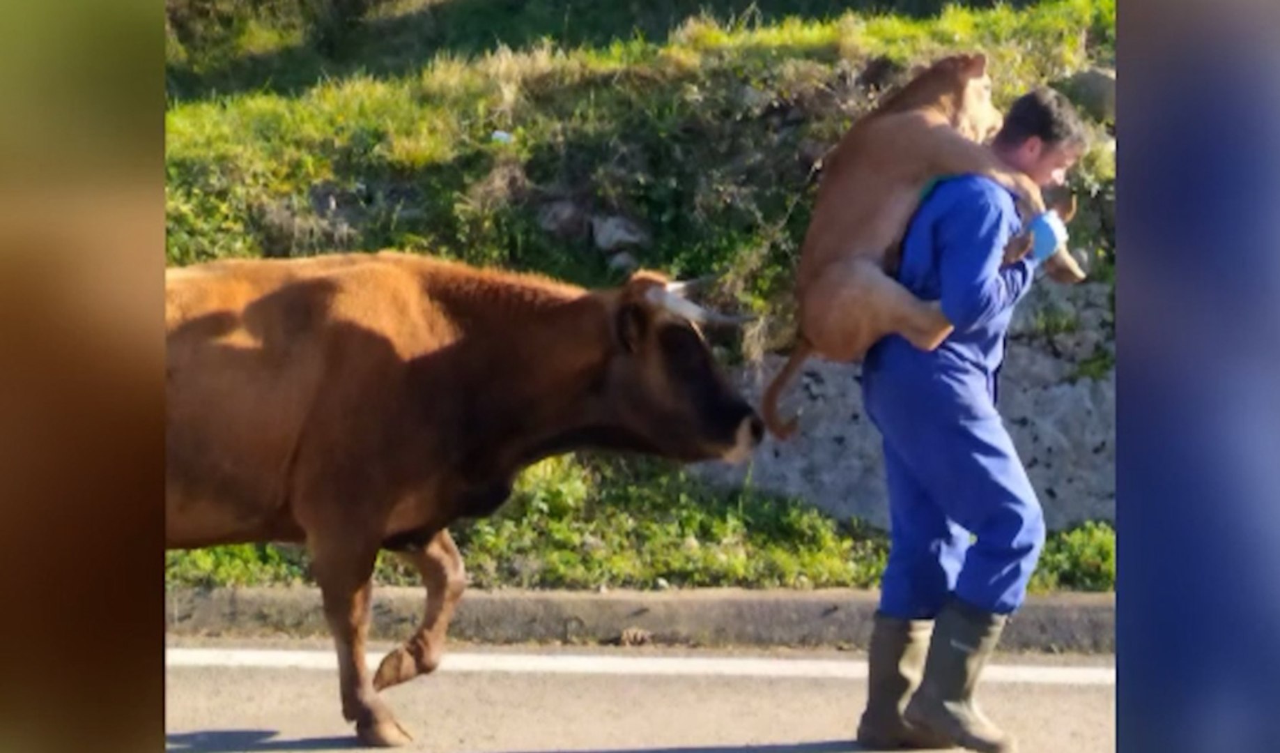 Cargando sobre sus hombros a un ternero de m�s de 50 kilos. As� es como hemos conocido a este ganadero de Cantabria, cuya imagen se hizo viral. Pero es un gesto habitual para �ngel. Sus vacas paren en el campo y �l se encarga de llevar a los reci�n nacidos al establo para protegerlos de los lobos. 