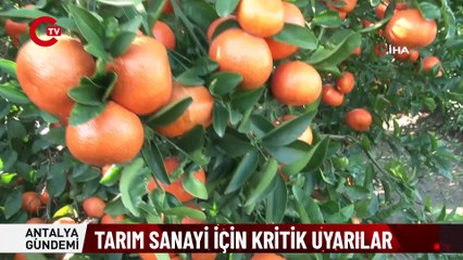 MEYVEYİ HASAT EDEMEME RİSKİ VAR