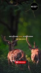 Day 11 of Daily Upload Quran recitation/ Surah/ Quran translation/ Quran urdu