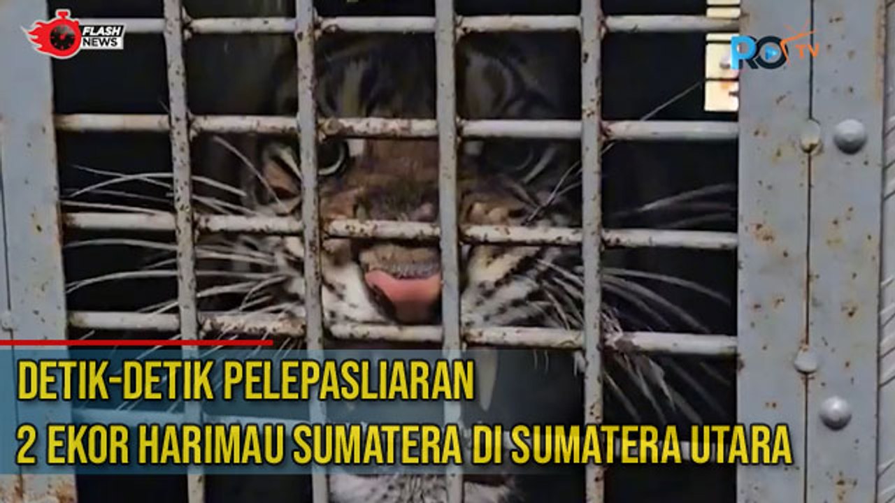 Detik-detik!! Pelepasan Harimau Sumatera oleh Kementrian Lingkungan Hidup