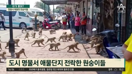 명물서 애물 된 원숭이들…태국서 포획 작전 돌입