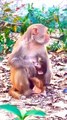 Monkey Shorts Video, Animal's Shorts,Wild Animals#Monkey#Funnyanimals
