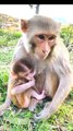Viral Shorts Monkey Video, Animal's Shorts Video, Shorts Video #Wildanimals#Animalsvideo