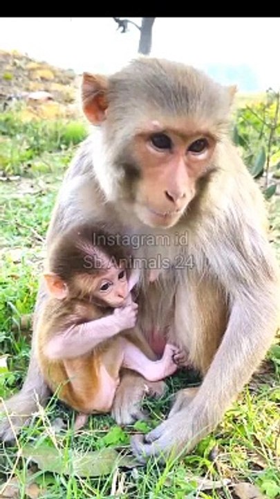 Viral Shorts Monkey Video, Animal's Shorts Video, Shorts Video #Wildanimals#Animalsvideo