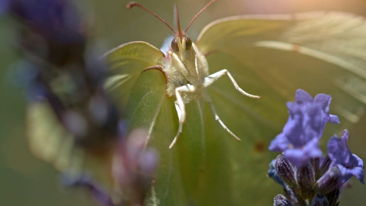 Le petit peuple du potager vidéo bande annonce