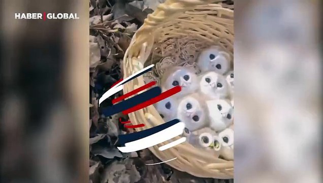 Pasta desen değil, ev süsü hiç değil! Görenler hayran kaldı