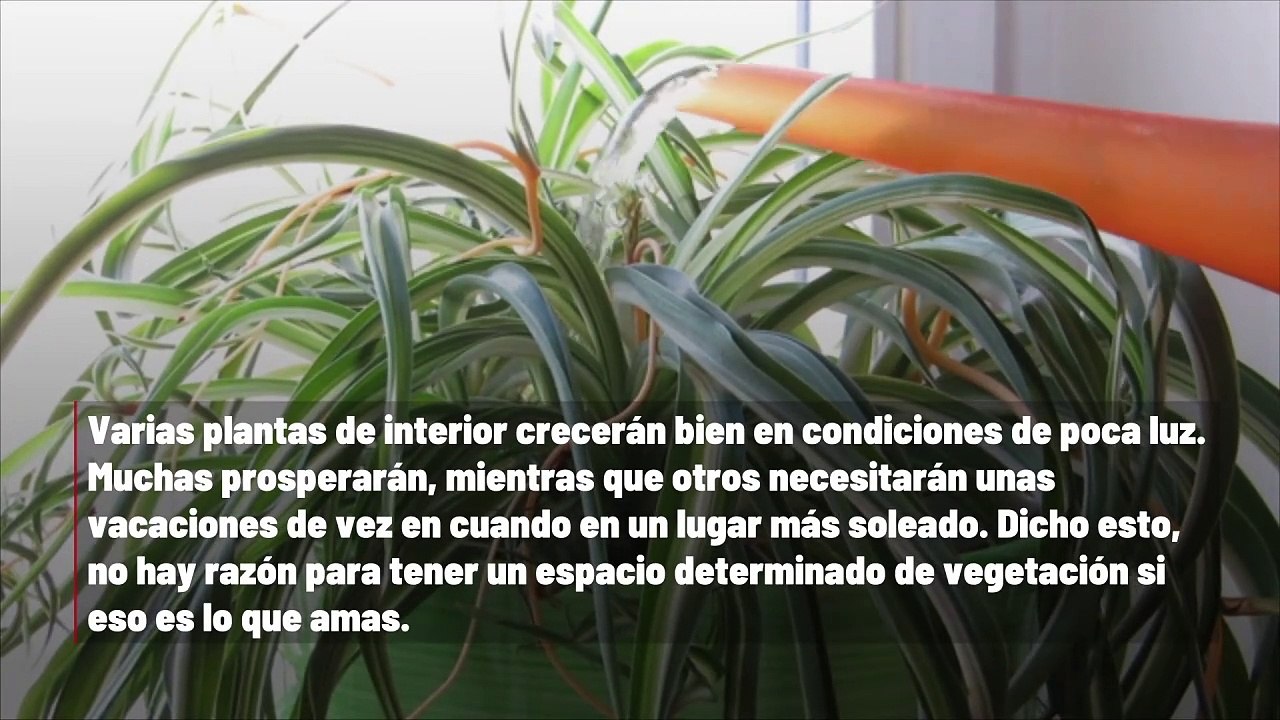 Consejos para cultivar plantas en habitaciones con poca luz
