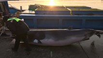 속초 앞바다서 죽은 밍크고래 발견...1,900만 원 위판 / YTN