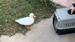 Heartwarming moment of male duck meeting his beloved partner after weeks of isolation