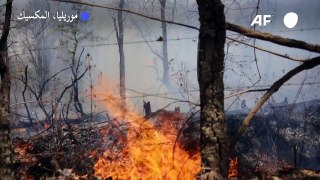 حريق غابات يلتهم مزرعة أفوكادو في المكسيك