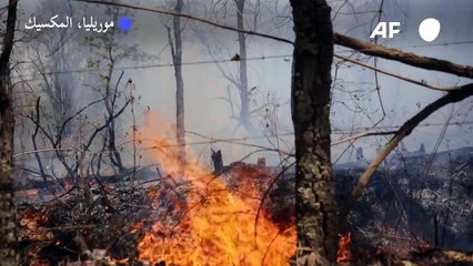 حريق غابات يلتهم مزرعة أفوكادو في المكسيك