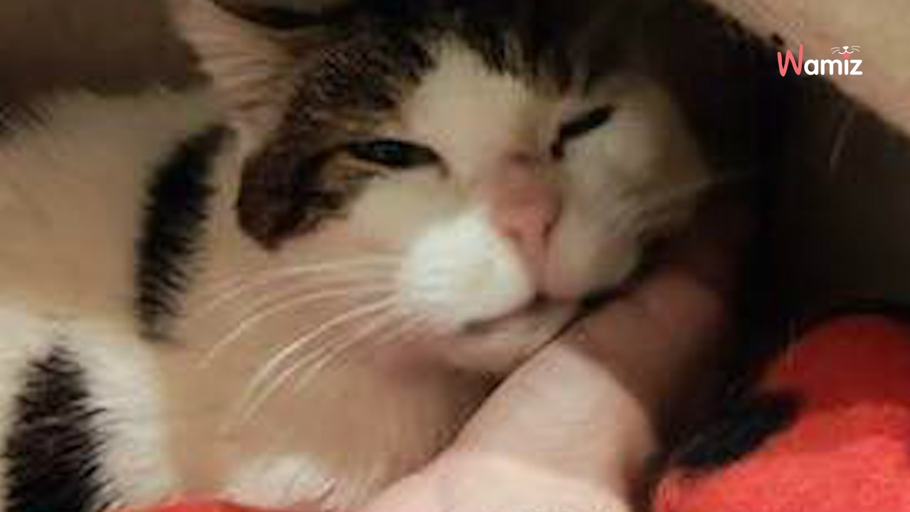 Personne ne veut adopter ce vieux chat de 15 ans qui ne cherche pourtant qu'un panier douillet dans une famille