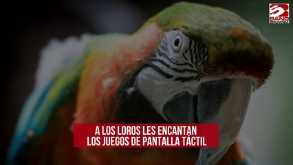 A los loros les encantan los juegos de pantalla táctil
