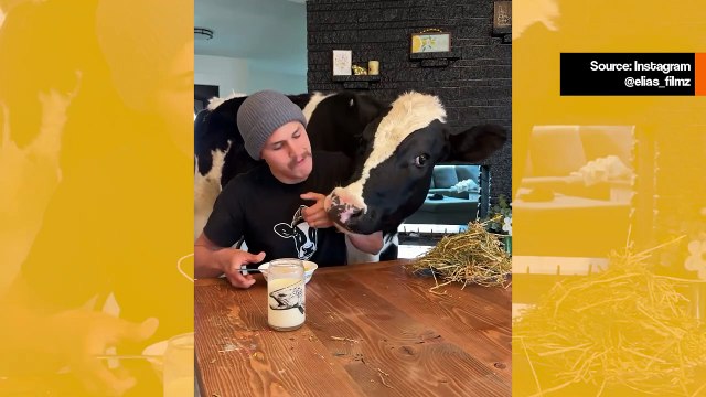 Hauska video: opi, miltä lemmikkinaudan arki näyttää