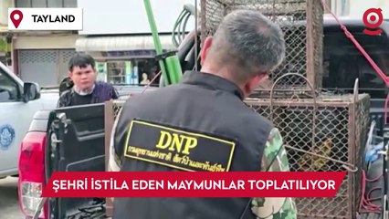 Tayland'da şehri istila eden maymunlar toplatılıyor