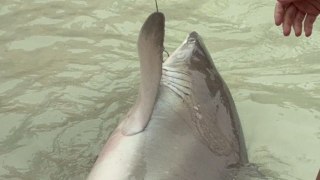 Shocking moment large shark is caught by fishing line on Miramar beach, Florida