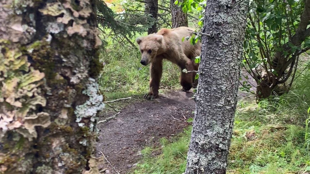 Mann begegnet einem Grizzlybären direkt vor seinem Zeltplatz