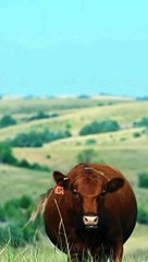 مکھن ملائی کھانے والے جانور really cute and big  cow for qurbani