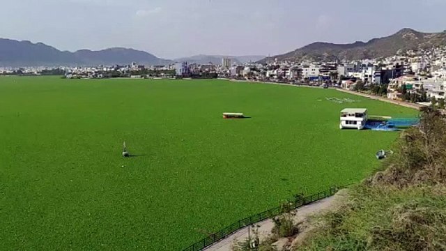 खतरे में 1 हजार साल पुरानी आनासागर झील, निगलने को तैयार जलकुंभी