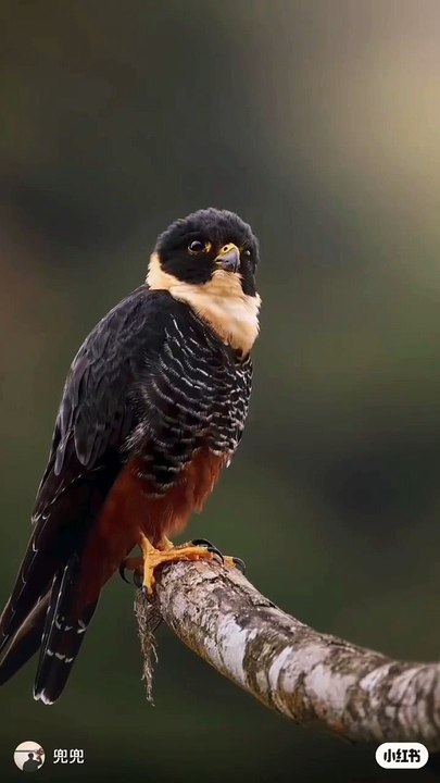 Bat Falcon