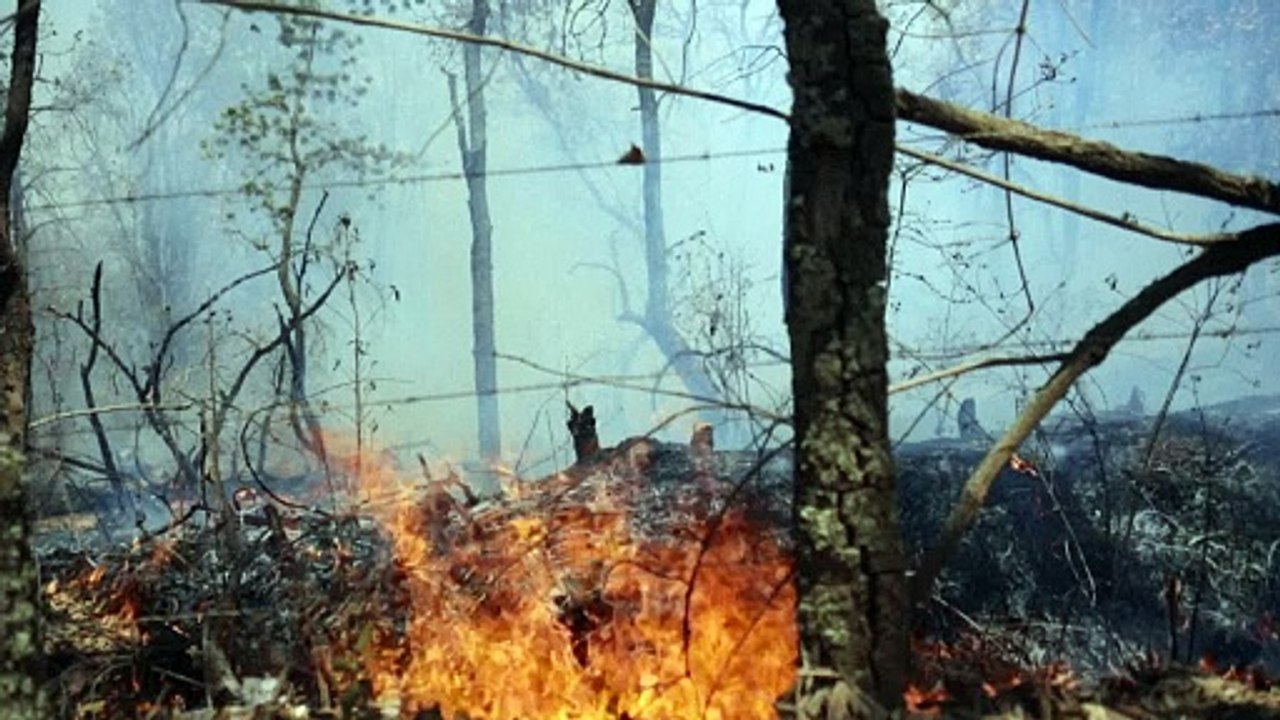 Incendios forestales arrasan más de 3.000 hectáreas en México