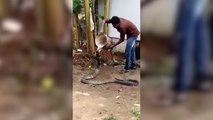 Se viraliza un video en el que una cobra se deja bañar a causa de las altas temperaturas