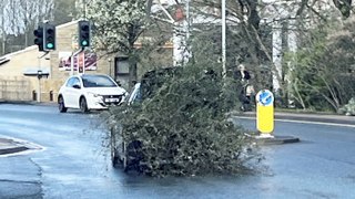 Motorist left shocked after seeing car driving with tree hanging out of boot