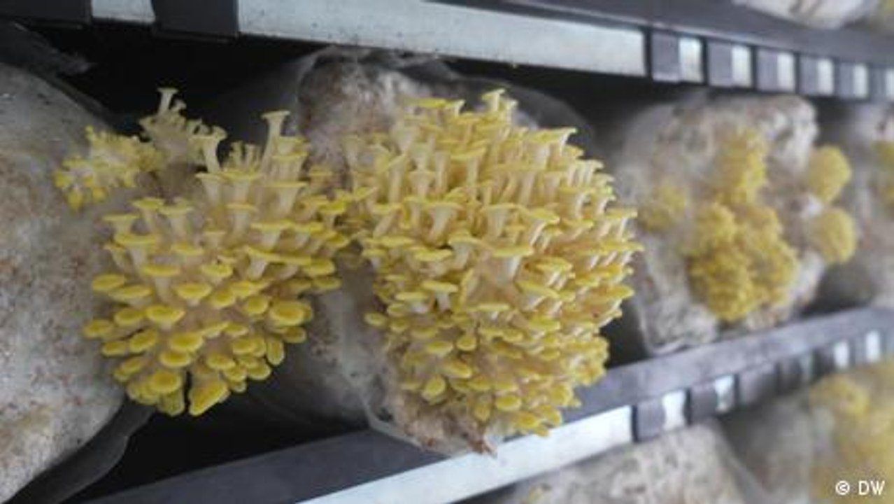 Tupu – Pilze aus der Farm mitten in der Stadt