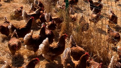 Mueren 45000 gallinas en el incendio de una granja en Burgos