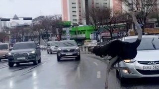 Wild Video Shows Ostrich Running Through Streets Of South Korea