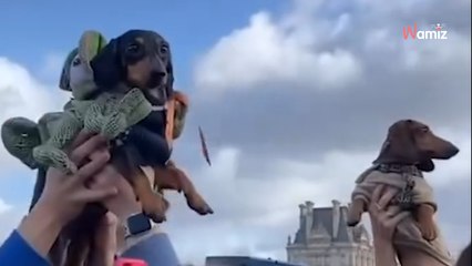 Alerte mignonnerie  Revivez la Sausage Walk, un véritable défilé de teckels plus mignons les uns que les autres ! ‍♀