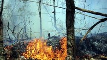 México sofre com incêndios florestais