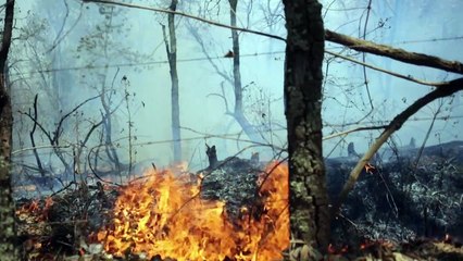 México sofre com incêndios florestais